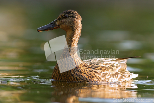 Image of closeup of mallard duck hen