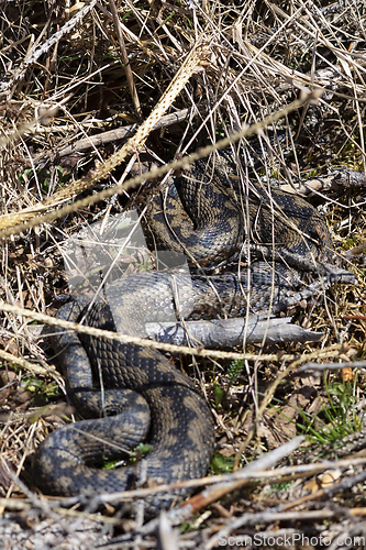 Image of Common adder basking in natural habitat