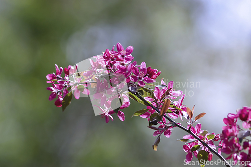 Image of japanese cherry flowers