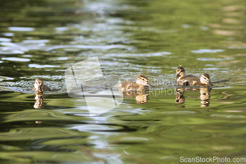 Image of mallard duck chicks on pond