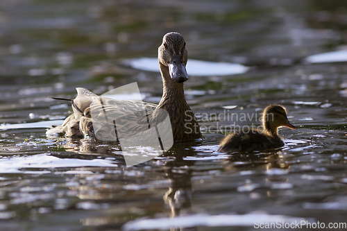 Image of mallard duck with chick