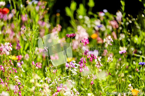 Image of beautiful field flowers in summer garden