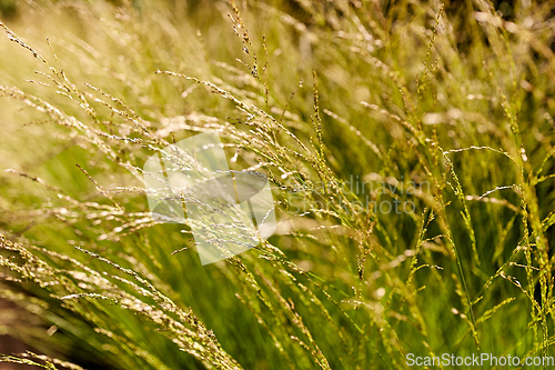 Image of sunny summer field with grass or herbs