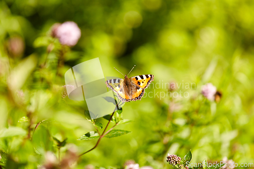 Image of small tortoiseshell butterfly in summer garden