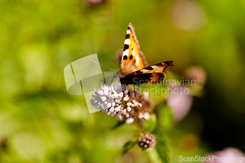 Image of small tortoiseshell butterfly in summer garden