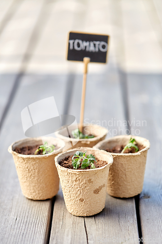 Image of tomato seedlings in pots with name tags