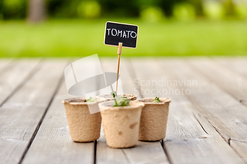 Image of tomato seedlings in pots with name tags