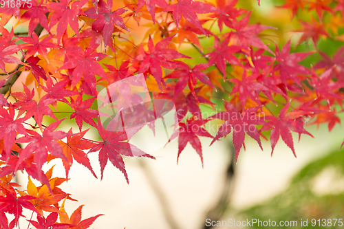 Image of Red maple tree