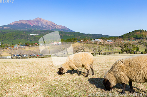 Image of Sheep pasture with mount Kirishima