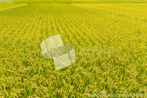 Image of Paddy rice in field