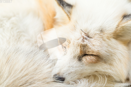 Image of Fox sleeping