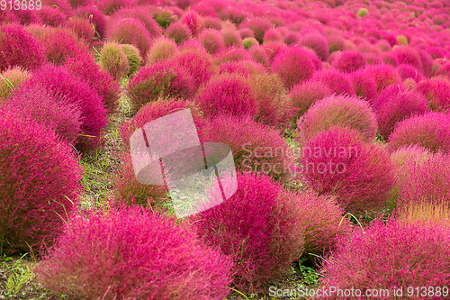 Image of Kochia flowers in autumn