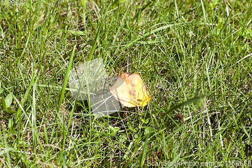 Image of one yellow leaf