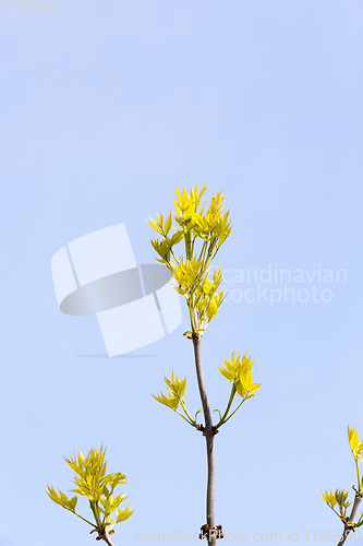 Image of top of maple