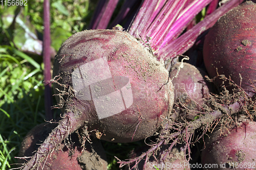 Image of red beet