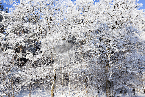 Image of deciduous trees