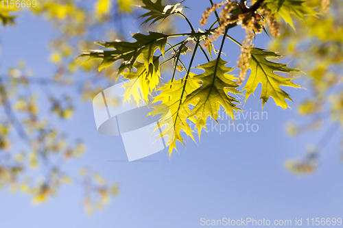 Image of fresh oak foliage