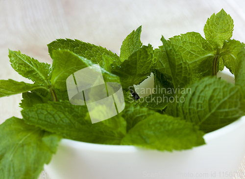 Image of green aromatic mint