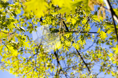 Image of foliage of oak