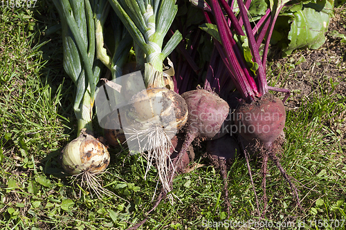 Image of beet and onions