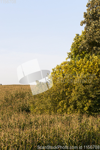 Image of yellowed tree and corn