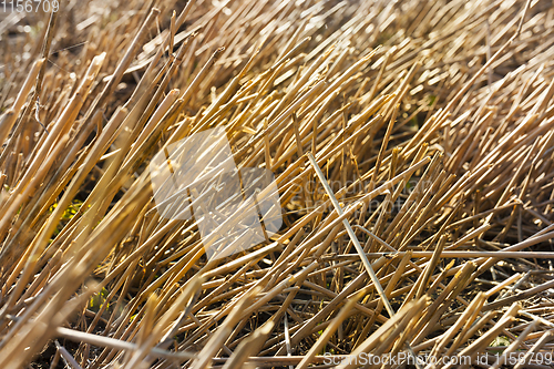 Image of wheat stubble