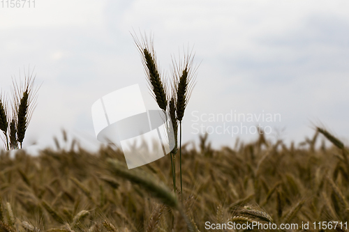 Image of dark field