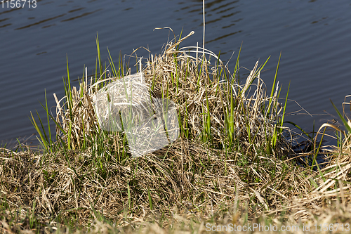 Image of old dry grass