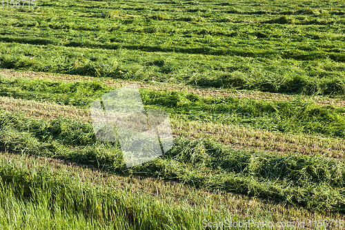 Image of fresh mown grass