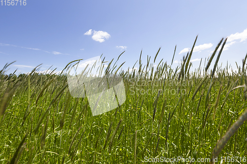 Image of green wheat