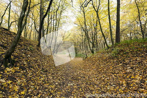 Image of mixed deciduous forest