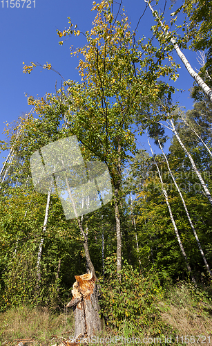 Image of mixed deciduous forest