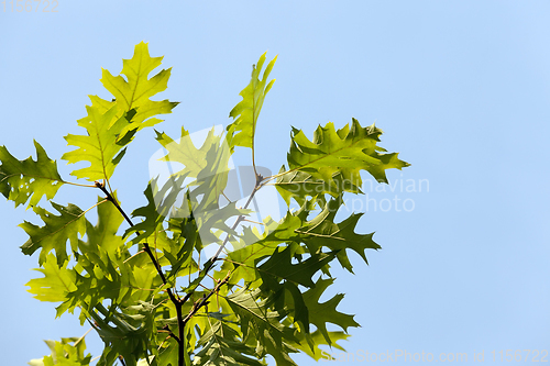 Image of green foliage