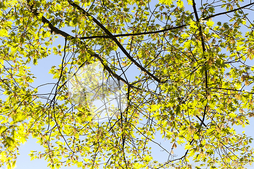 Image of long oak branches