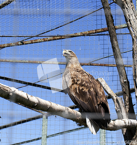 Image of one eagle