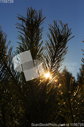 Image of pine needles