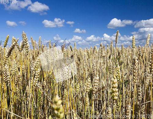 Image of golden wheat