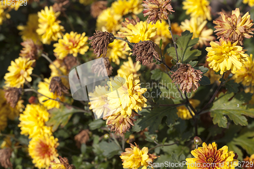 Image of yellow flowers