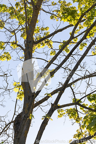 Image of trunk of maple