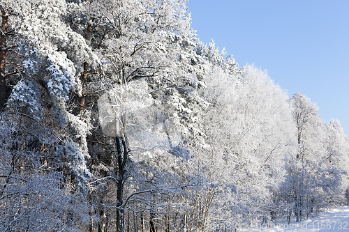 Image of frosty branches