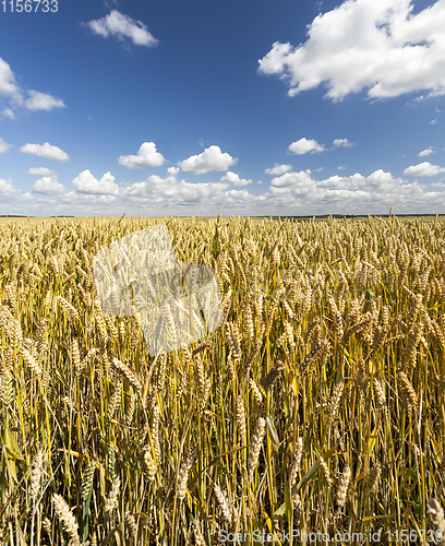 Image of wheat field