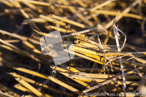 Image of stubble details