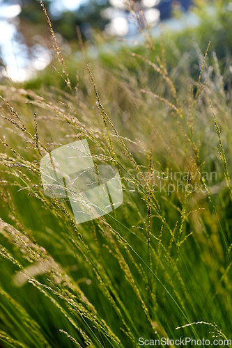 Image of sunny summer field with grass or herbs