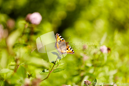 Image of small tortoiseshell butterfly in summer garden