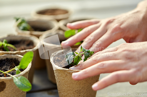 Image of hands and seedlings in starter pots with soil