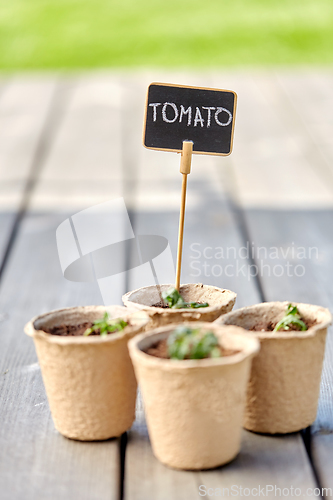 Image of tomato seedlings in pots with name tags