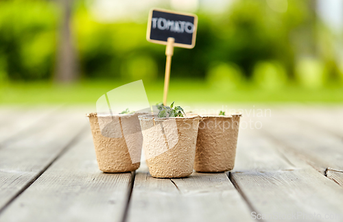 Image of tomato seedlings in pots with name tags