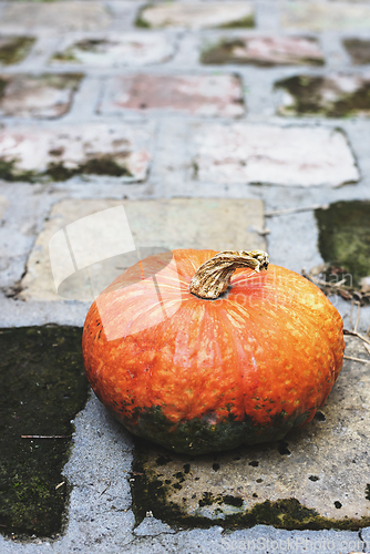 Image of Pumpkin