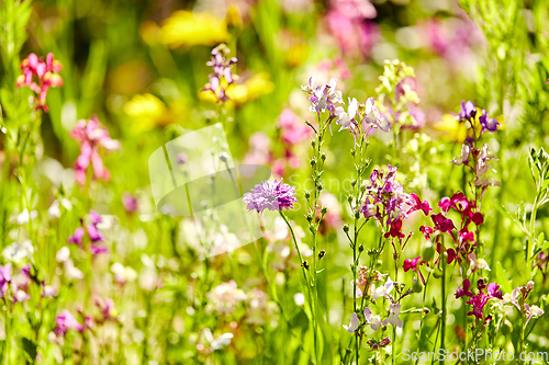 Image of beautiful field flowers in summer garden