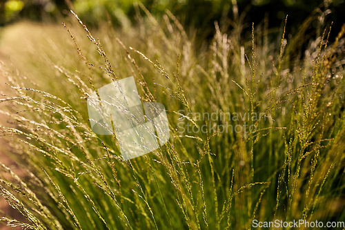 Image of sunny summer field with grass or herbs